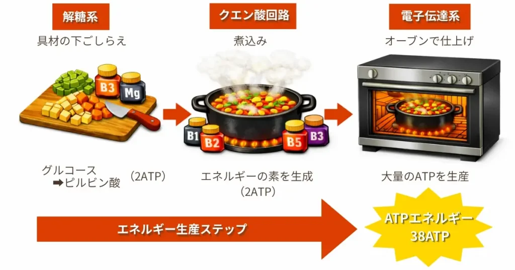 エネルギー(ATP)生産のステップ