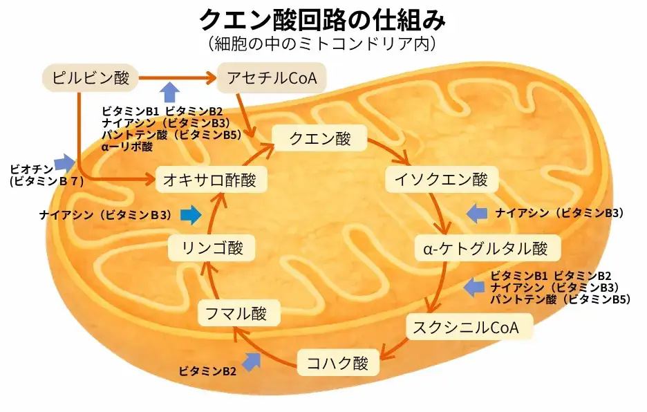 クエン酸回路の仕組み