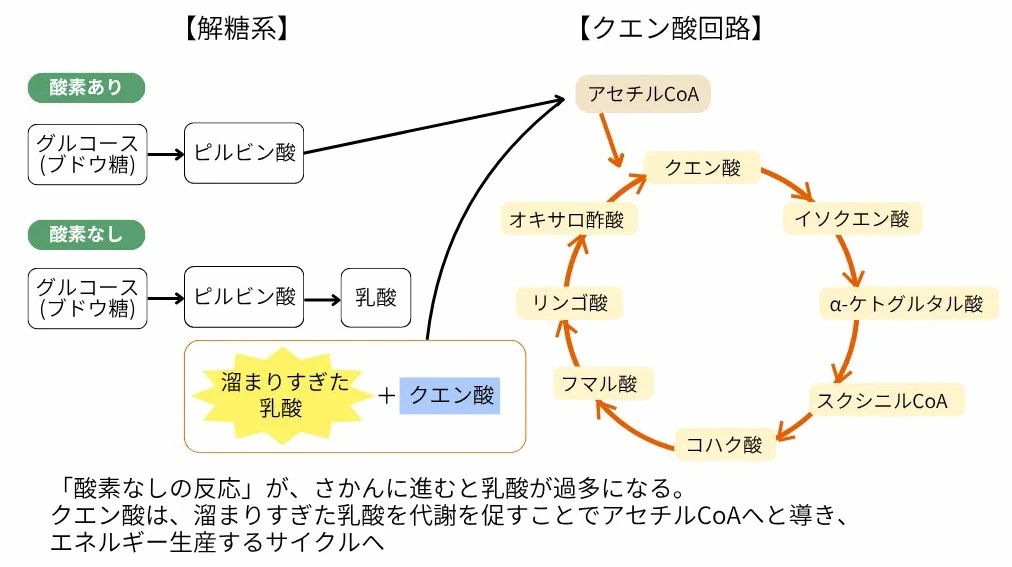 乳酸がクエン酸回路へリサイクルされる