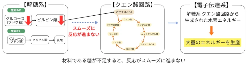 糖質不足でエネルギー生産が出来なくなる様子を説明する図解
