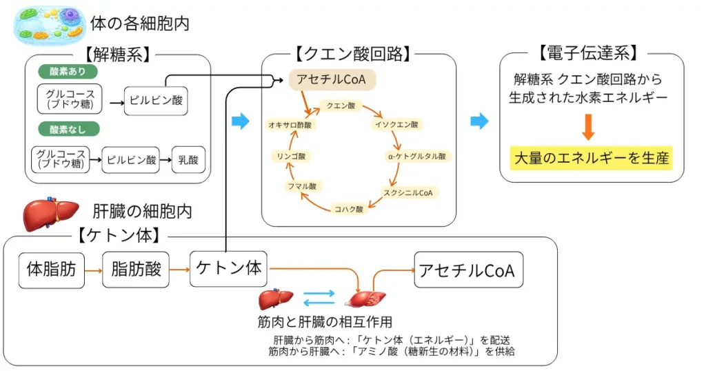 ケトン体からエネルギーを生産する経路の図解