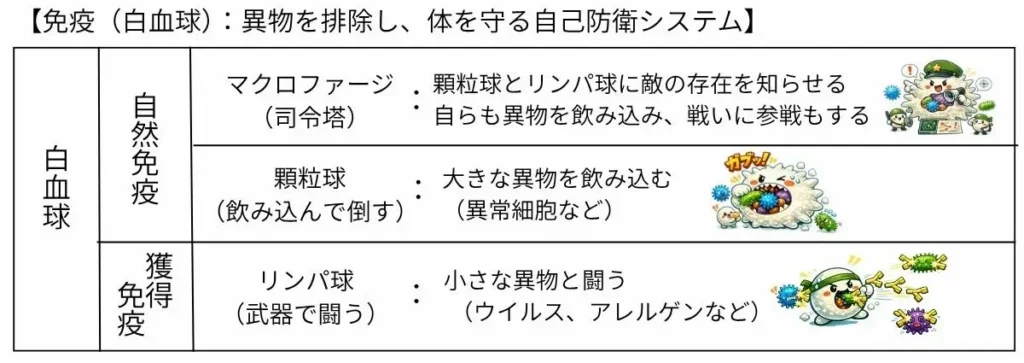 免疫の仕組み