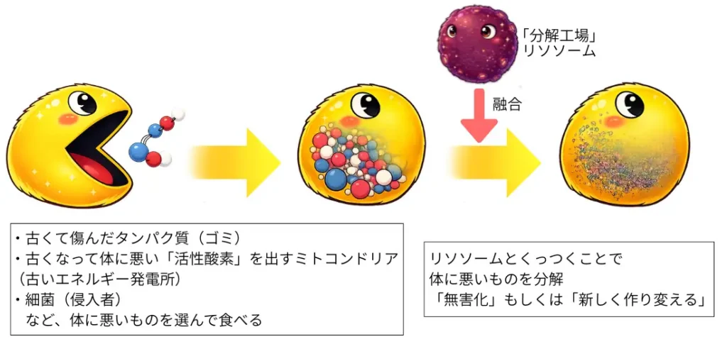 オートファジーの仕組みの図解