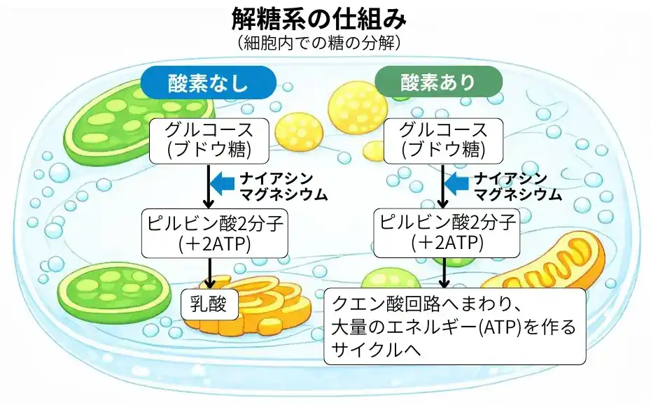 解糖系の仕組み