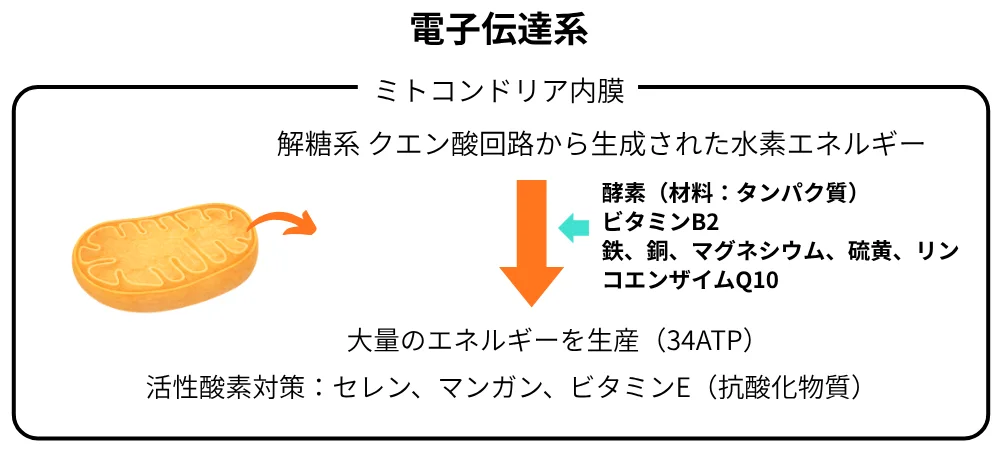 電子伝達系の仕組み
