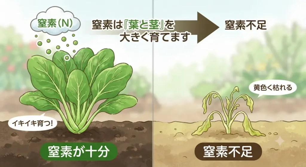 窒素肥料説明図